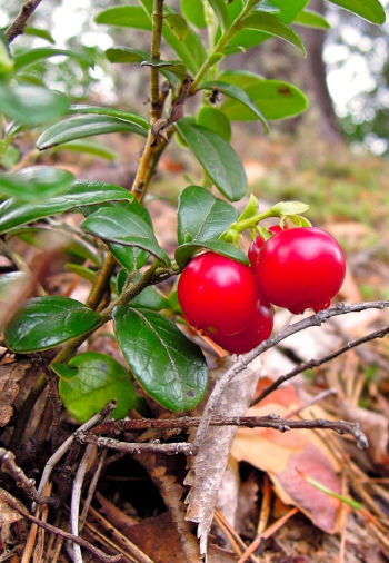 Care Omnia lingonberries up close