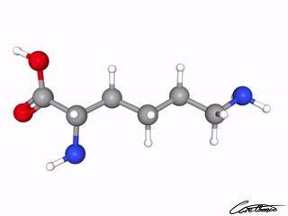 A three-dimensional representation of Lysine