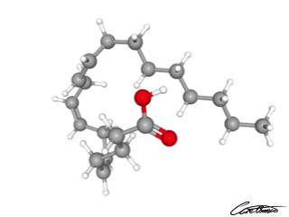 A three-dimensional representation of Mead acid (20:3 n-9)