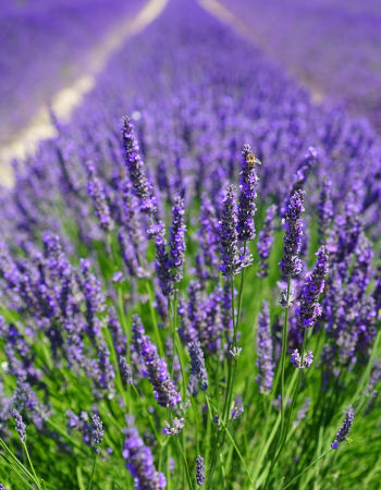 Care Omnia - Lavender can have a positive effect on your sleep quality