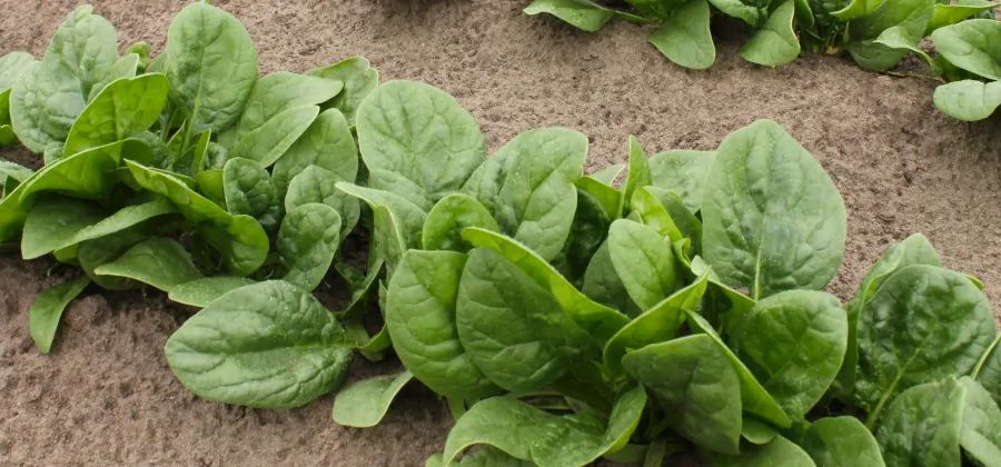 Care Omnia Spinach growing in dirt