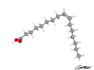 A three-dimensional representation of Palmitoleic acid (16:1)