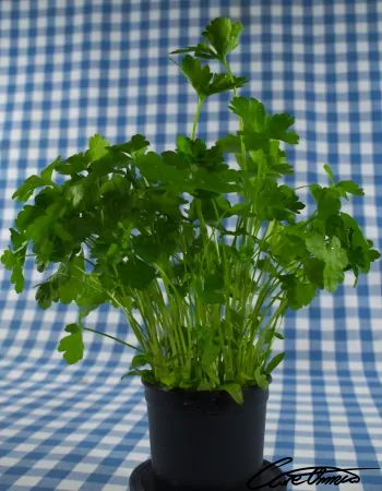 Care Omnia Flat Lead Parsley has a stronger taste of the two varieties of parsley