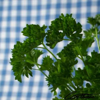 Care Omnia Curly Leaf Parsley