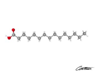 A three-dimensional representation of Pentadecanoic acid (15:0)