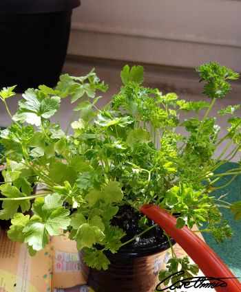Fresh parsley in a pot being watered 