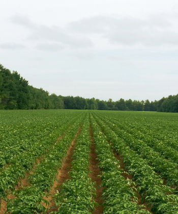 Care Omnia Potato Field As Far As The Eye Can See