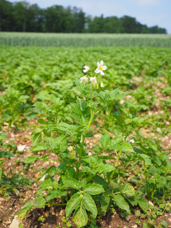 Care Omnia Picture Of A Flowering Potato Plant In A Field