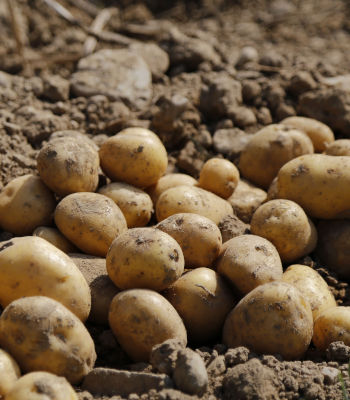 Care Omnia Potato Harvest