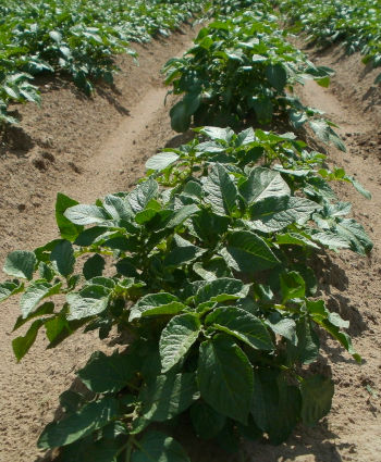 Care Omnia Row Of Potato Plants