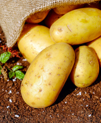 Care Omnia Potatoes On Ground Just Harvested