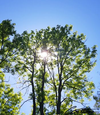 Sunlight through a few trees, birches.