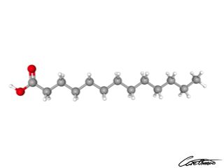 A three-dimensional representation of Tridecanoic acid (13:0)