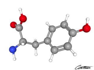 A three-dimensional representation of Tyrosine
