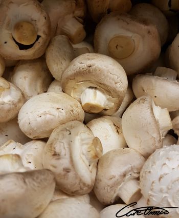 A bunch of white mushrooms