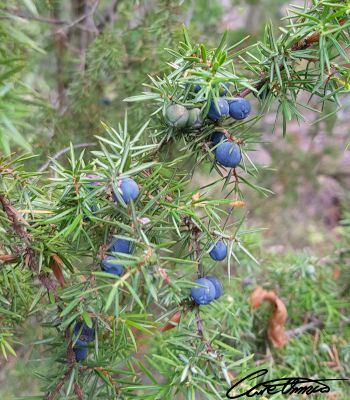 Juniper Berries on a bush