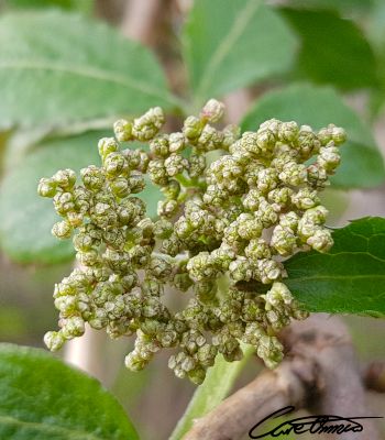 Buds of elderflowers. The makings of a delicious elderflower juice.