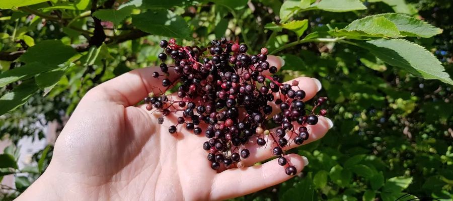 Elderberries (What & Where To Buy) - Top Recommendations