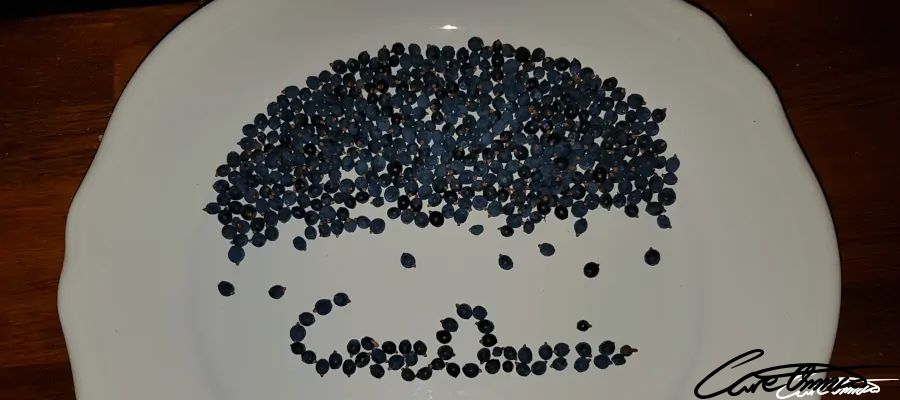 Juniper-berries (What & Where To Buy) - Top Recommendations