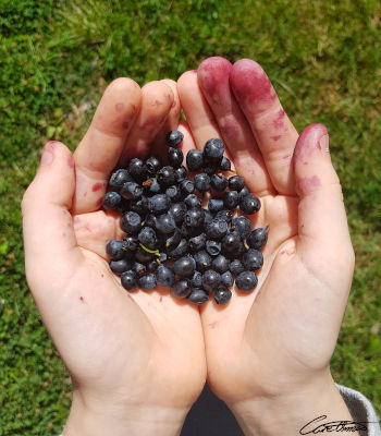 Care Omnia Picture of child holding blueberries in his palms