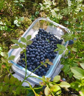 Fresh picked blueberries in a glass jar among some wild blueberry bushes