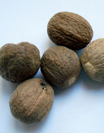 How To Use Nutmeg Safely Read This Before Using It,Hot Tottie Tanning Accelerator