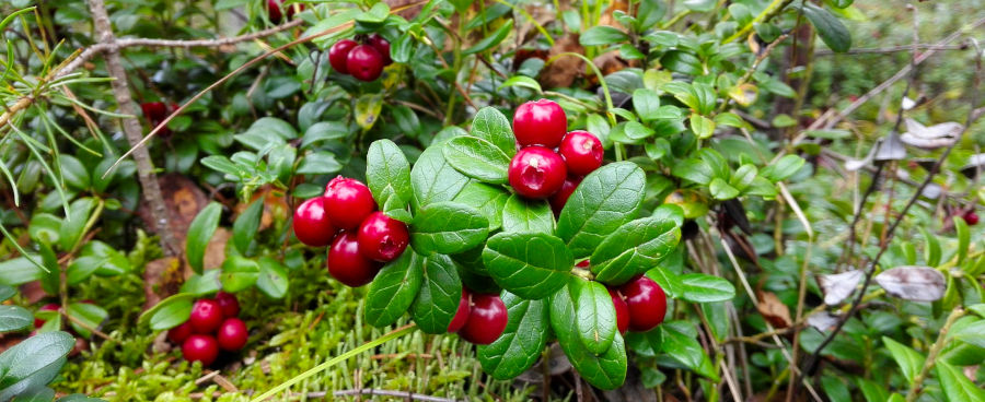 tratament articular de lingonberry)